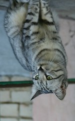 flip_up_down